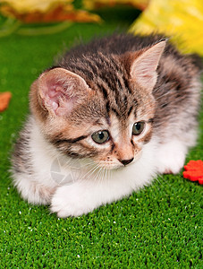 小可爱小猫宠物捕食者动物哺乳动物猫咪工作室食肉姿势猫科头发图片