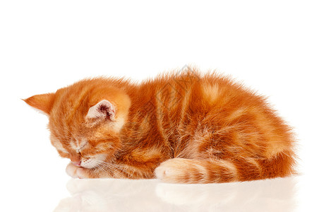 红小猫工作室短发哺乳动物猫咪橙子毛皮猫科动物姿势食肉宠物图片