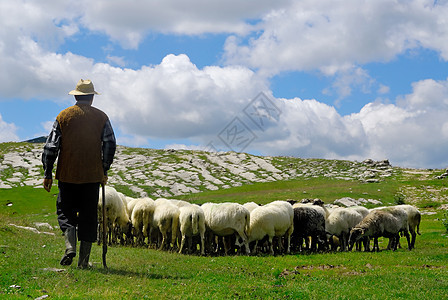 牧羊人与绵羊蓝色暴民男人农村羊肉哺乳动物农业文化库存草地图片