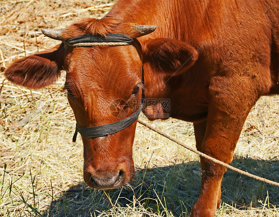 幼幼牛农场经济学牧场动物小牛生活草原黄褐色绳索畜牧业图片
