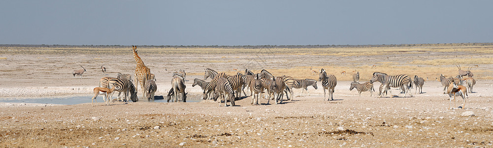 Giraffe Springbok Oryx和斑马图片