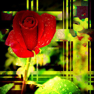 玫瑰红卡图片