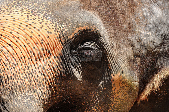 大象眼睛荒野哺乳动物丛林隐藏动物园濒危皮肤耳朵树干动物图片
