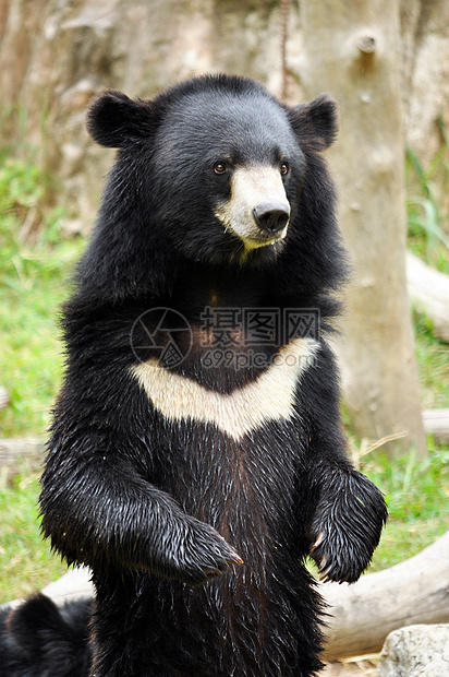 亚洲黑熊异国花园哺乳动物月亮危险杂食性爪子放松耳朵野生动物图片