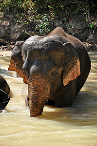 大象喜悦公园蓝色树干丛林旅游食物野生动物热带天空图片