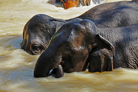 大象保护蓝色树干国家热带哺乳动物森林喜悦天空旅行图片