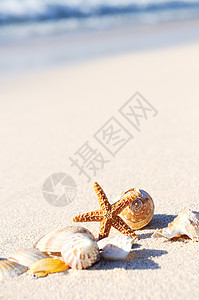 海星在海滩上阳光海景旅行海浪海星情调海洋旅游地平线支撑图片