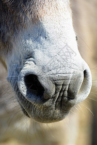 预产的驴子农村场地公司动物配种背景图片