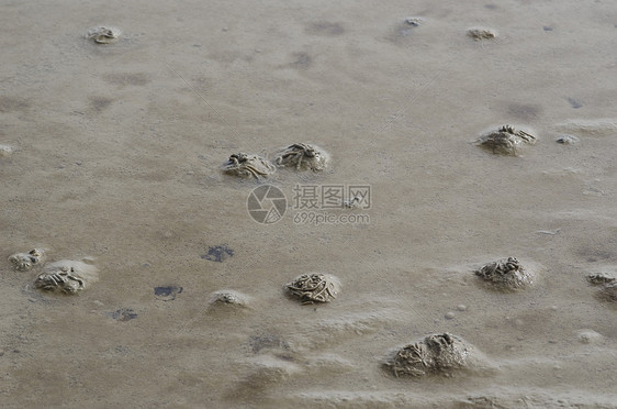 虫或沙虫 阿林科拉码头生物海滩生活动物圆圈漩涡海洋野生动物身体概念图片