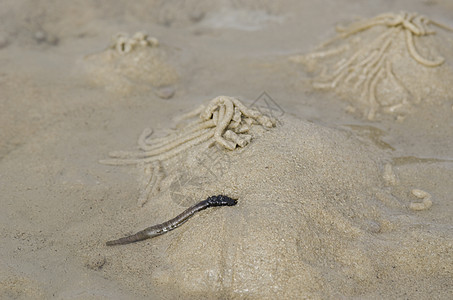 虫或沙虫 阿林科拉码头热带环节海滩野生动物海洋生物生活圆圈宏观动物图片