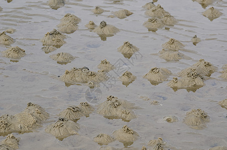虫或沙虫 阿林科拉码头海滩危险生活动物环节圆圈漩涡野生动物身体海洋图片