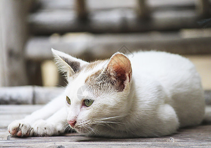 泰国的亚洲猫宠物小猫动物哺乳动物眼睛毛皮图片