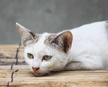 泰国的亚洲猫小猫眼睛宠物动物哺乳动物毛皮图片