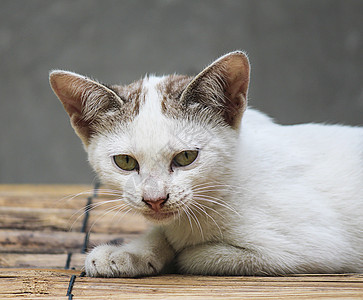 泰国的亚洲猫小猫宠物眼睛哺乳动物动物毛皮图片