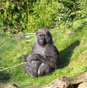 太阳中的大猩猩灵长类食草俘虏动物哺乳动物图片