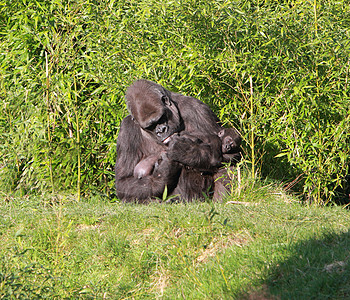 大猩猩和婴儿野生动物母亲哺乳动物背景图片