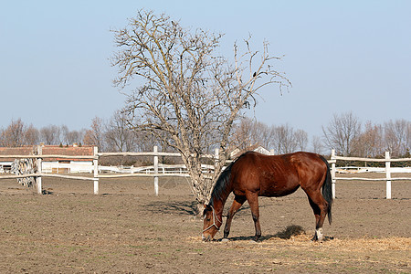 棕色马在牛圈牧场现场图片
