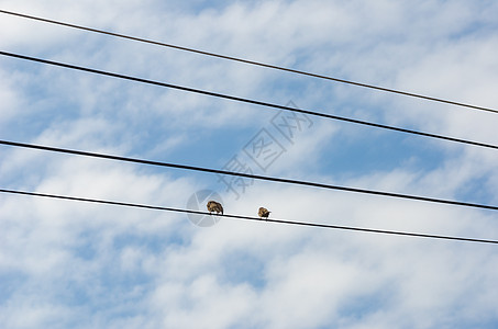 雀鸟夫妇图片