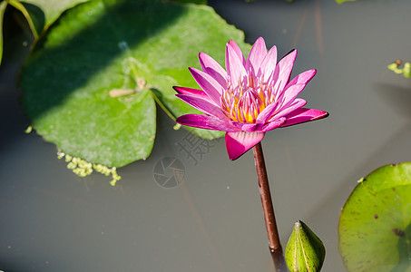 莲花或水百合美丽植物叶子绿色池塘荷花图片