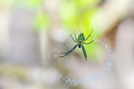 大自然中的蜘蛛和网络漏洞宏观热带昆虫森林猎人背景图片