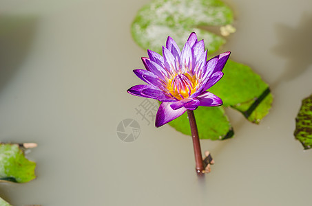 莲花或水百合植物绿色叶子池塘美丽荷花图片