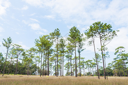 松树丘陵针叶针叶林云杉下雨天空土地苔原灌木丛公园图片