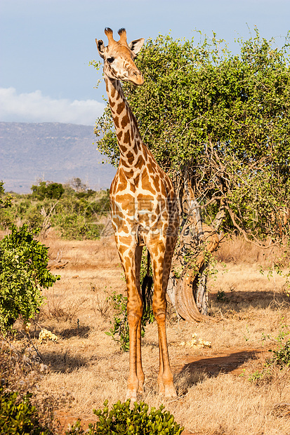 肯尼亚自由吉拉费旅游脖子衬套野生动物假期女性国家动物荒野哺乳动物图片