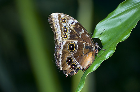 蝴蝶翅膀公园昆虫花园绿色动物图片