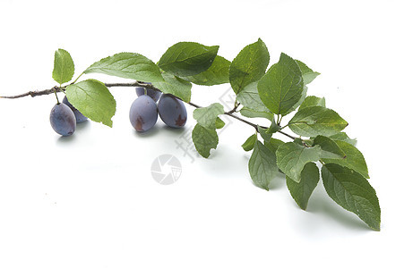 梅子分支蓝色水果叶子树叶食物植物群绿色植物图片