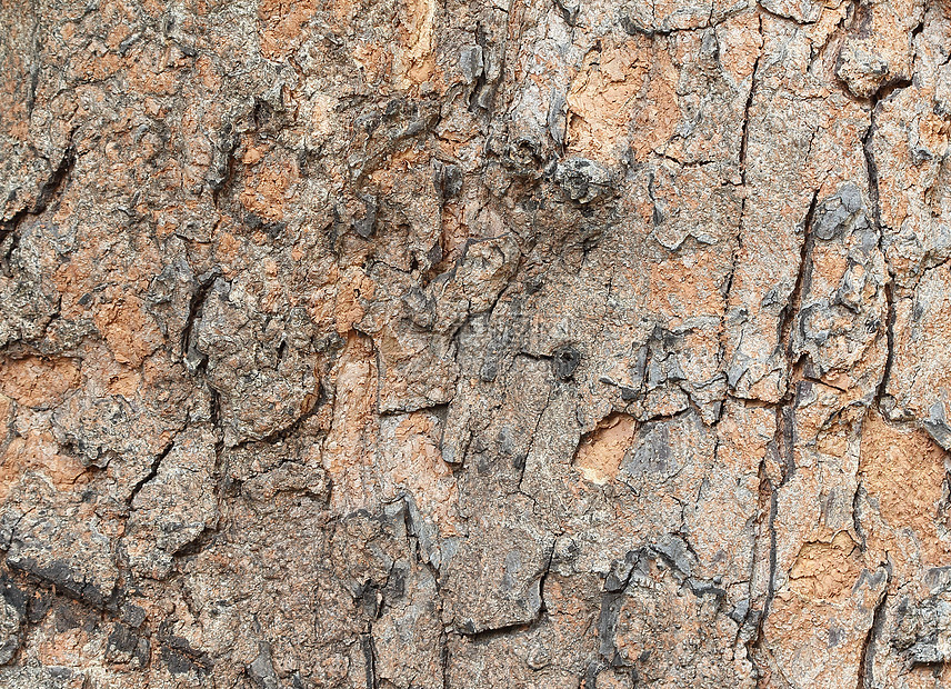 树皮纹理皮肤材料老化木头森林植物图片