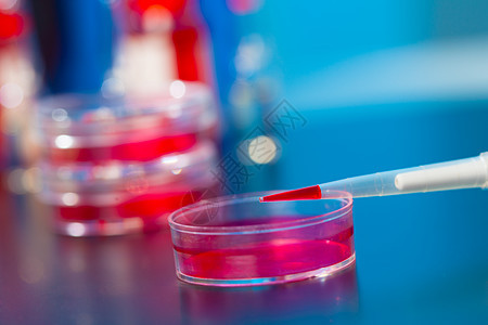 配有红色液体和花粉盘的浸泡液科学测试实验生物学样本微生物学遗传化学生物菜肴图片