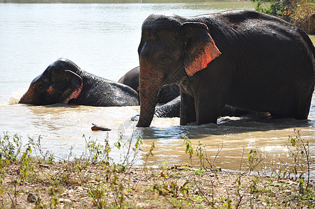 大象剂野生动物保护森林蓝色丛林旅游荒野树干喜悦旅行图片