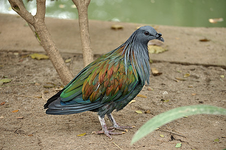 尼科巴鸽树干木头羽毛橙子动物园翅膀热带动物野生动物栖息图片