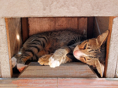 猫睡在木箱中图片