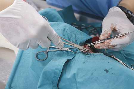 动物外科手术操作医疗仪器犬类胸部手术室兽医程序宠物老兵图片