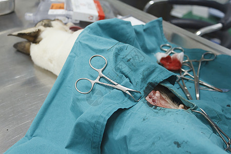 动物外科手术哺乳动物医学医药手术室胸部保健专用程序老兵兽医背景图片