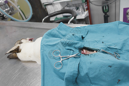 动物外科手术哺乳动物保健宠物医药仪器医疗犬类兽医老兵程序图片