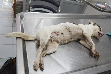 动物外科手术兽医医院胸部医疗仪器程序宠物哺乳动物医学犬类图片