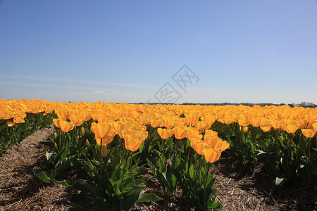 字段中的黄色郁金香植物群绿色阳光天空蓝色场地花束概念宏观季节性图片