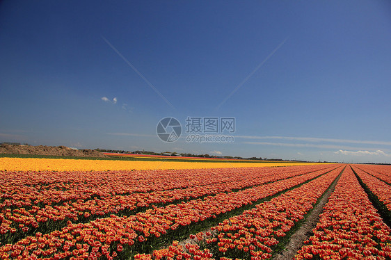 字段上以不同颜色显示的图利页场地绿色花束黄色天空蓝色阳光郁金香灯泡概念图片