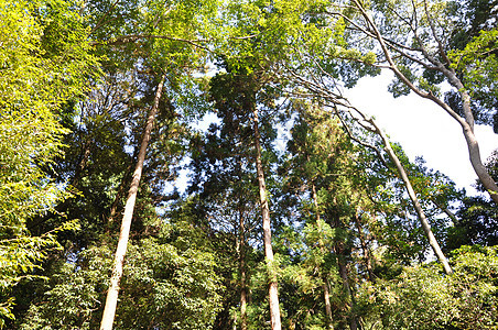 森林中的树木木头树干公园叶子金子光束团体森林植物季节图片