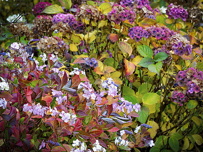 霍特西亚花朵粉色绣球花紫色植物植物群季节植物学褪色衬套白色图片