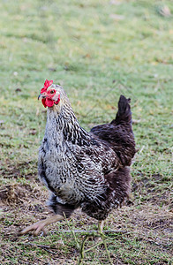 鸡鸟类女性眼睛农场公鸡黑色家禽家畜母鸡国家图片