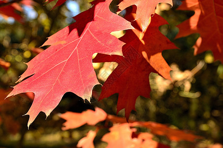 秋秋的颜色收藏橙子桦木天空棕褐色树木绿色金子黄色蓝色红色图片