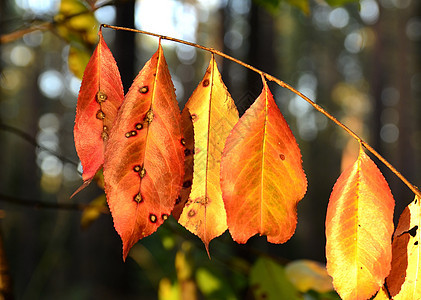 秋秋的颜色收藏红色季节青铜橙子树枝绿色树叶公园树木黄色图片