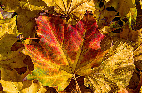 秋秋的颜色收藏红色森林树木青铜黄色季节曲线橙子公园树枝背景图片