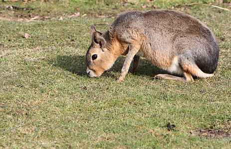 马拉动物哺乳动物豚鼠毛皮野生动物图片