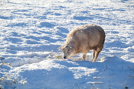 冬季牧场上的荷兰绵羊图片