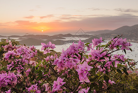 夏洛特阿马利亚圣托马斯的日落天堂旅游蓝色旅行支撑海岸海洋假期花朵岛屿图片