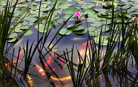 中国四川Lily Pond 成都图片